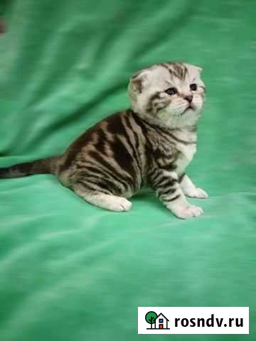 Шотландчики чистокровные вислоухие Волгоград - изображение 1