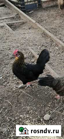 Цыплята золотого японского феникса Оболенск - изображение 1