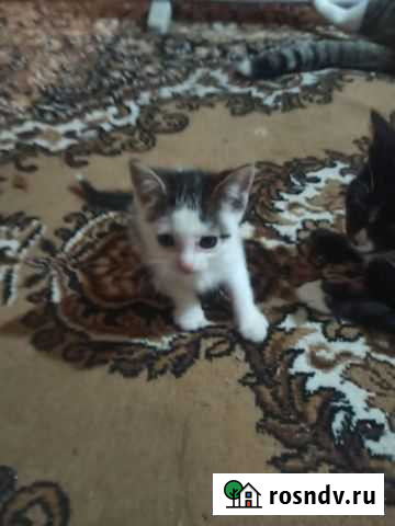 Котята очень ищут дом Боровичи - изображение 1