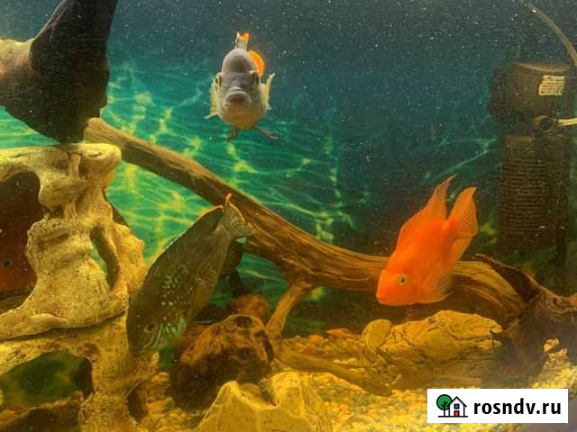 Аквариум с рыбками Краснознаменск - изображение 1