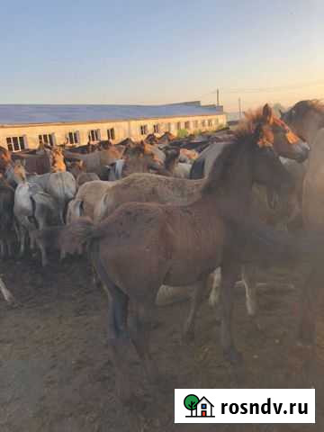 Продажа лошадей Калтасы - изображение 1