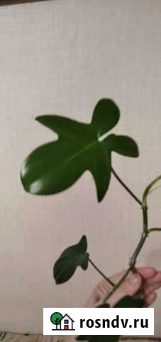 Филодендрон гитаровидный Приладожский - изображение 1