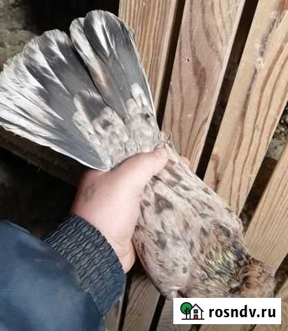 Голуби Оренбург - изображение 1