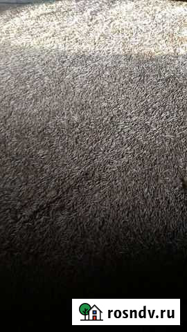 Овес Новый Оскол - изображение 1