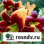 Лилии и лилейники Апатиты