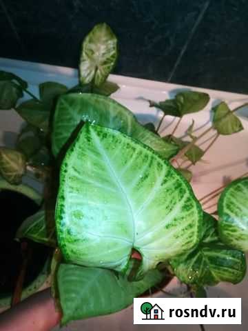 Сингониум Подольск - изображение 1