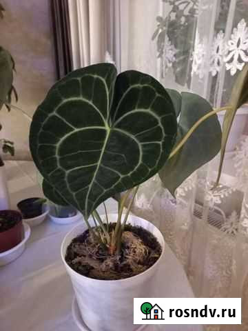 Антуриум хрустальный Белая Калитва - изображение 1