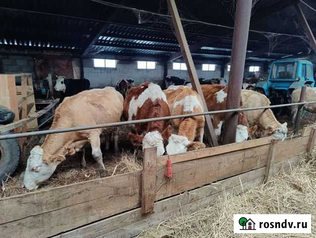 Крс молочного направления Азов - изображение 1