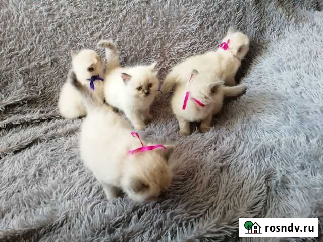 Котята Невская маскарадная Хабаровск - изображение 1