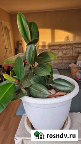 Фикус Севастополь - изображение 1