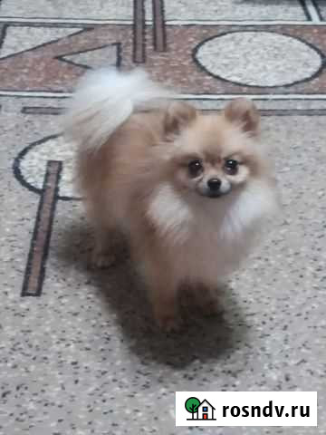Померанский шпиц мини Ростов-на-Дону - изображение 1