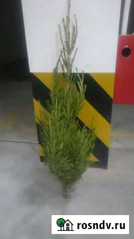 Ель живая 1м70см Новокузнецк - изображение 1