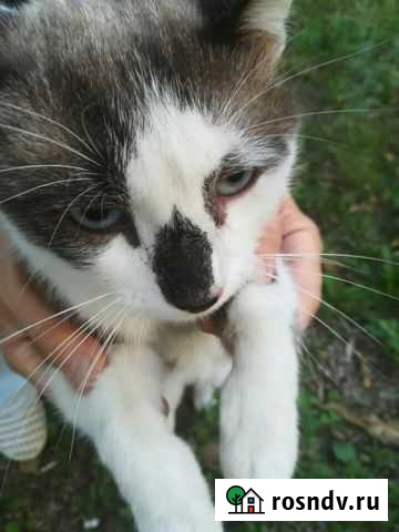 В добрые руки Миасс - изображение 1