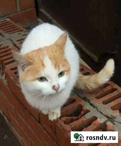 Котенок Котово - изображение 1