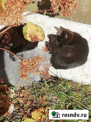 Отдам кошку крыселовка Черняховск - изображение 1