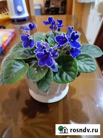 Фиалка Набережные Челны - изображение 1