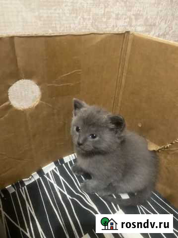 Шотландский котенок Троицк - изображение 1