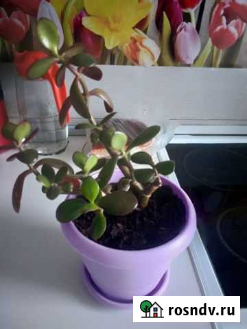 Толстянка в горшке Златоуст - изображение 1