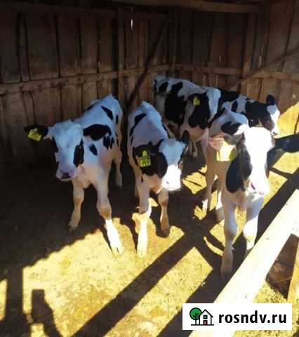 Телята бычки и телочки от месяца Константиновск - изображение 1