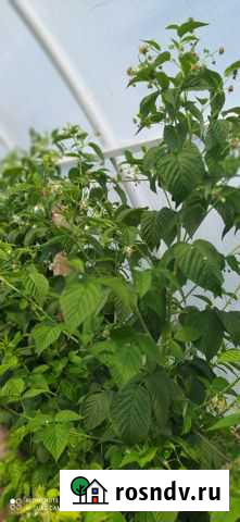 Ремонтантная малина Эндросадира Гвардейское - изображение 1