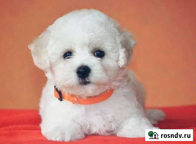 Бишон фризе Саратов - изображение 1