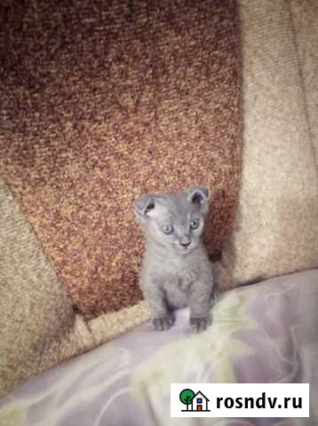 Котики Оренбург - изображение 1