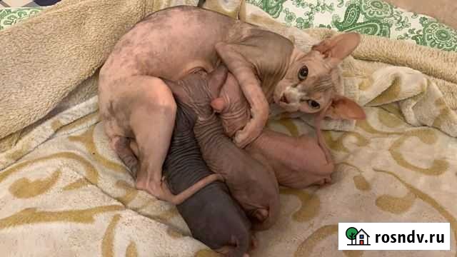 Канадский сфинкс Красногорск - изображение 1