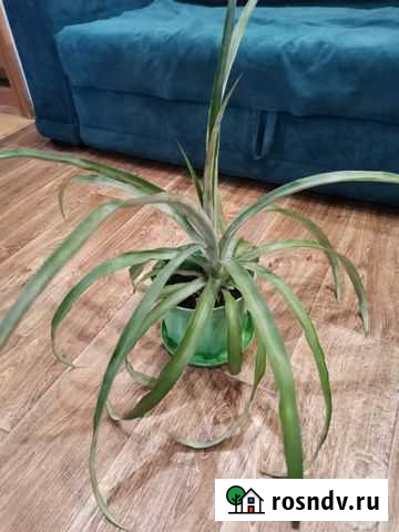 Ананас Благовещенск - изображение 1