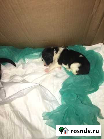 Щенки Калининград - изображение 1