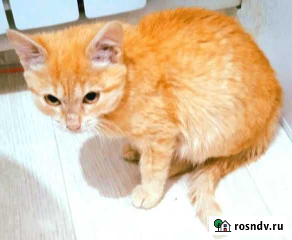 Солнечный котенок в добрыйе руки Тюмень - изображение 1