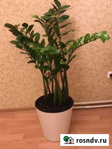 Замиокулькас Старая - изображение 1