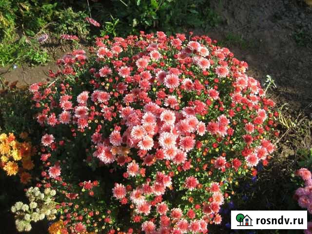 Черенки цветов Калуга - изображение 1