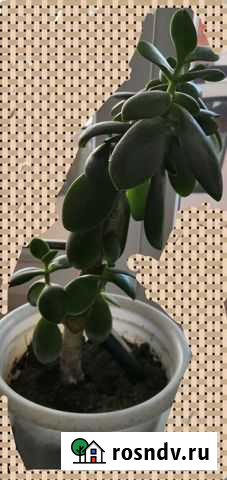 Цветок -денежное дерево Сальск - изображение 1