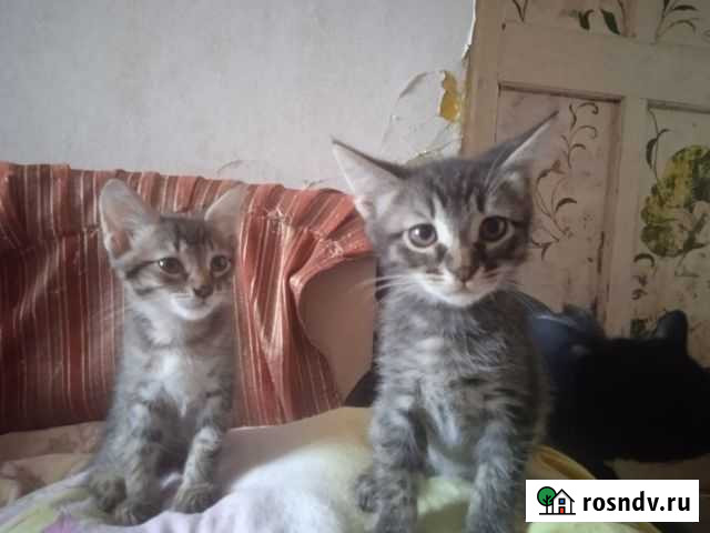 Ищим любящих хозяев Нижний Новгород - изображение 1