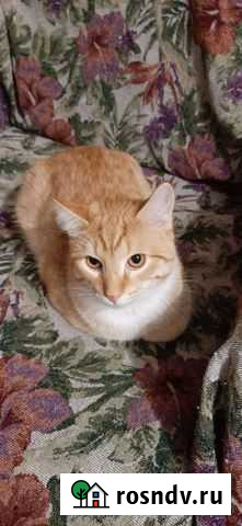 Котик кастрат Ижевск - изображение 1