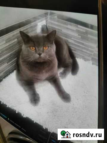 Британская Набережные Челны - изображение 1