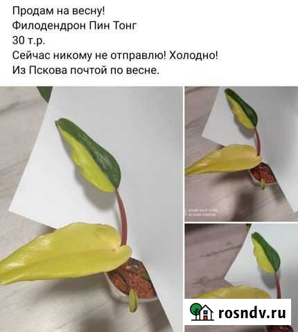 Филодендрон Пин тонг Псков - изображение 1