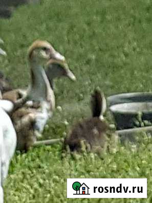 Мясо индоутки Должанская - изображение 1