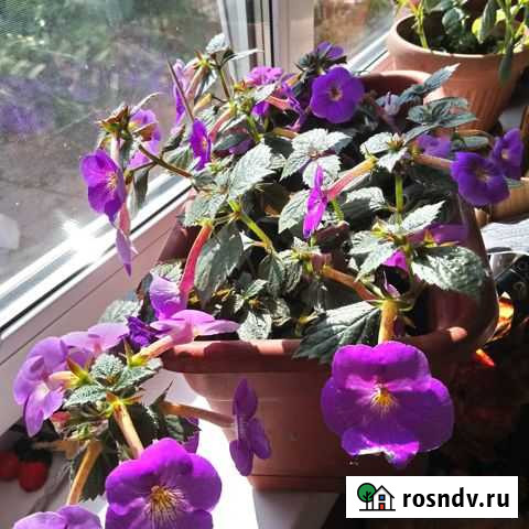 Ризомы ахименесов Тольятти - изображение 1