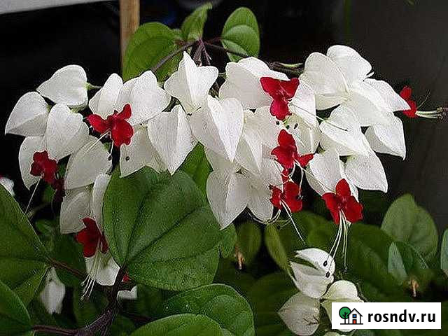 Клеродендрум Калуга - изображение 1