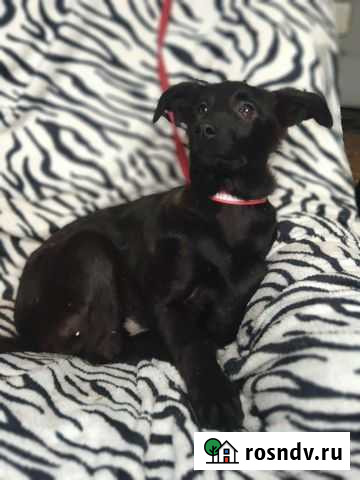 Щенок от небольшой собачки, Истра Истра - изображение 1