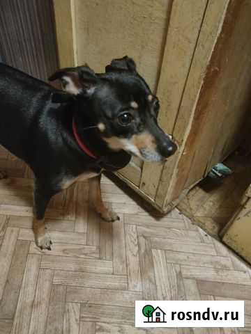 Найдена собака парковый Пермь - изображение 1