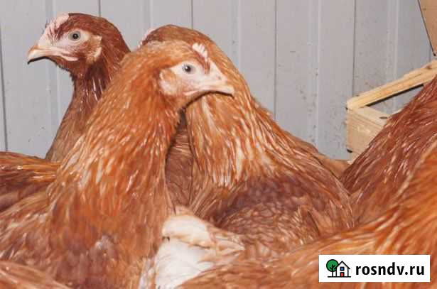 Куры молодки несушки Ломан браун и Хайсекс браун Ульяновка - изображение 1
