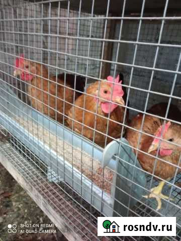 Молодые петухи- порода мини мясная красная Щёлково - изображение 1