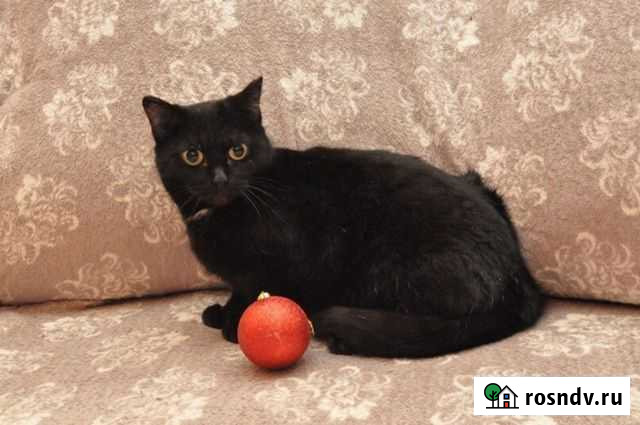 Кошка Кемерово - изображение 1