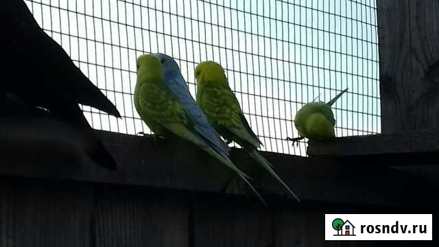 Продам птенцов попугаев Исса - изображение 1