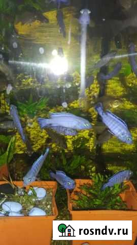 Голубая зебра Соколова - пиндани Кимовск - изображение 1