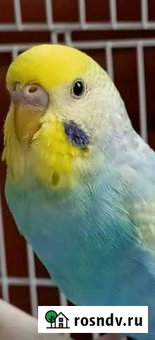 Радужные волнистики Серпухов - изображение 1