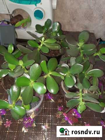 Толстянка Магадан - изображение 1