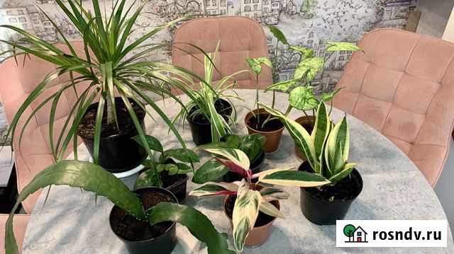 Комнатные цветы Ждановский - изображение 1